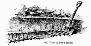 "80. How to use a spade", L.H.Bailey's "Manual of gardening"